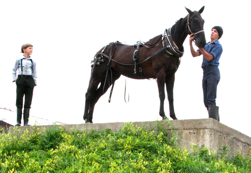 Amish boys and horse