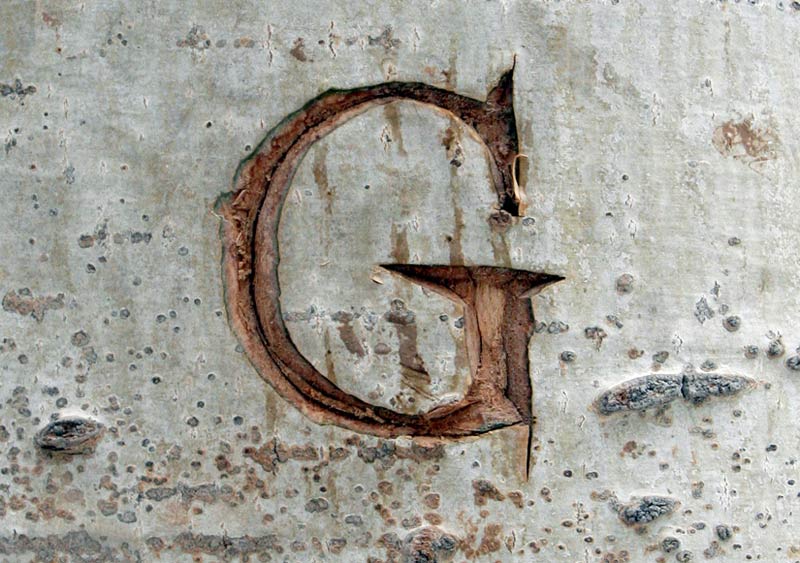 G carved deeply into a tree
