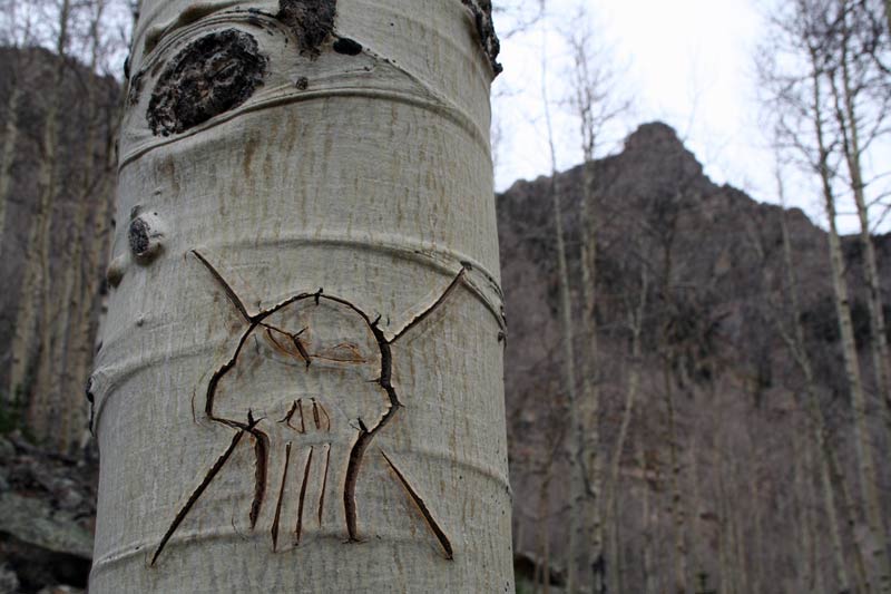 New skull on young Aspen tree on the edge of a so-called road less traveled