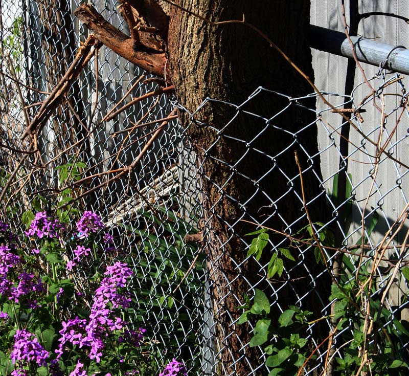 tree through fence