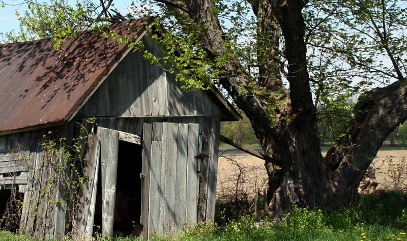 tree splinting building