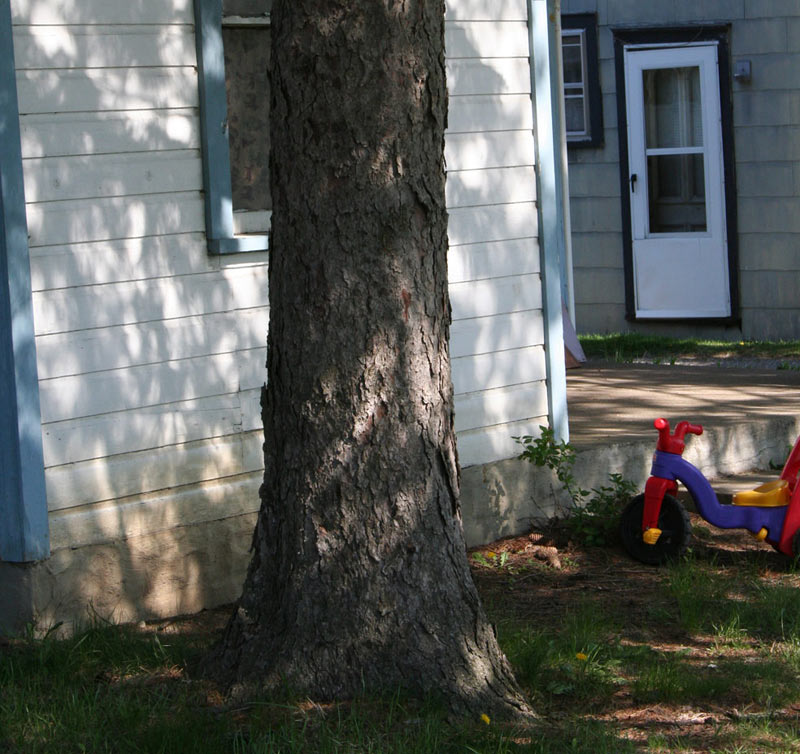 duplex with tree