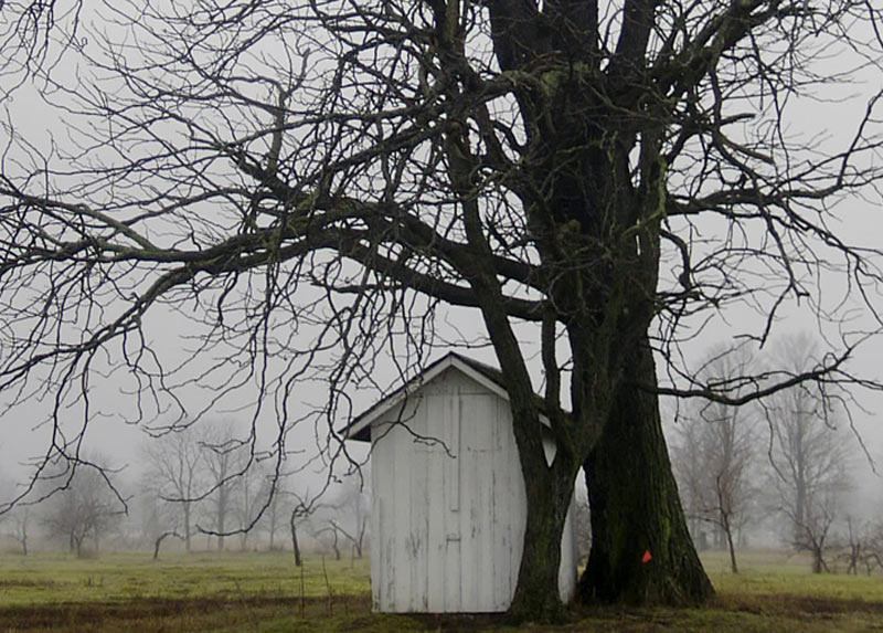 tree makes the building look tiny